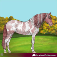 Horse Color:Watercolor White Spotted Liver Chestnut Varnish Rabicano 