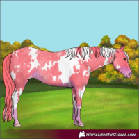Horse Color:Watercolor White Spotted Liver Chestnut Varnish Rabicano 