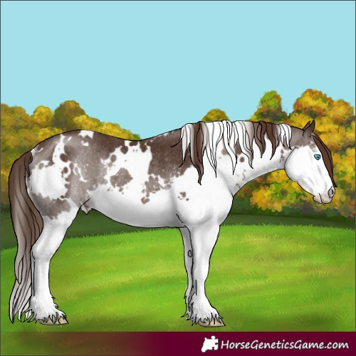 Horse Color:White Spotted Liver Chestnut Splash Rabicano 