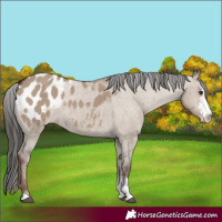 Horse Color:Liver Red Dun Sabino Appaloosa Rabicano 