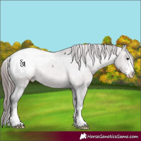 Horse Color:Platinum Brown Dun Appaloosa Rabicano 