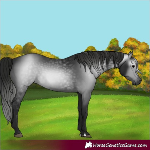 Horse Color:Gray Black 