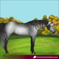 Horse Color:Gray Black 