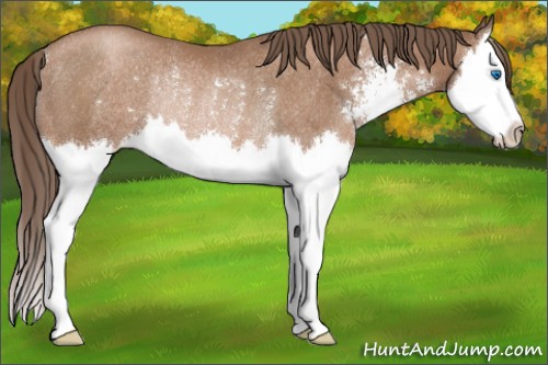 Horse Color:Black Pearl Sabino Splash Rabicano 