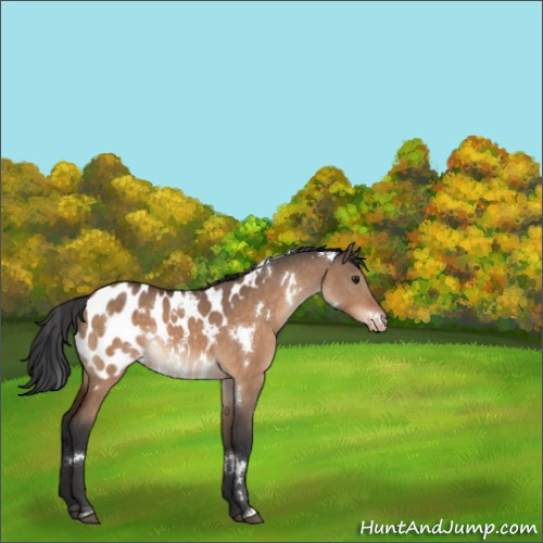 Horse Color:White Spotted Brown Dun Sabino Appaloosa Rabicano 