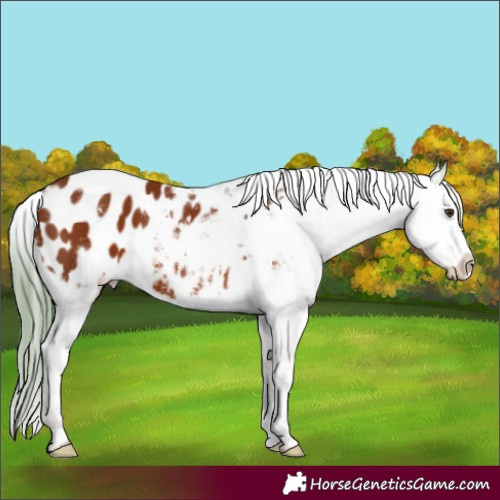 Horse Color:White Spotted Chestnut Appaloosa 