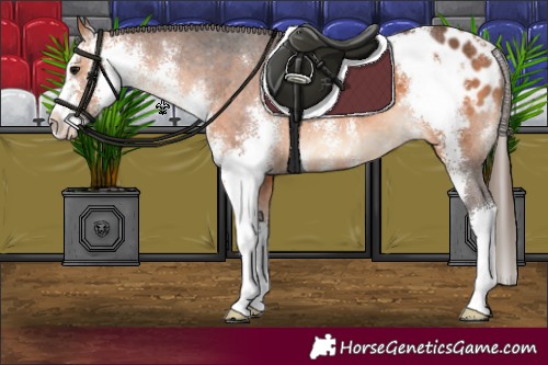 Horse Color:Bay Sabino Appaloosa 
