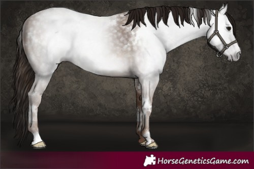 Horse Color:Gray White Spotted Classic Champagne