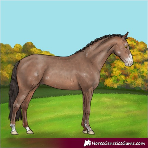 Horse Color:Sable Champagne Sabino Rabicano 