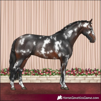Horse Color:White Spotted Brown Rabicano