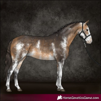 Horse Color:Buckskin Sabino Rabicano 