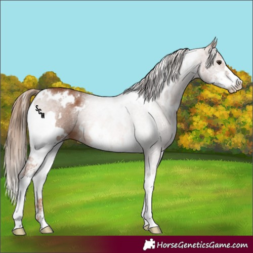 Horse Color:White Spotted Chestnut Sabino 