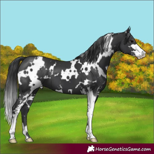 Horse Color:White Spotted Black Sabino 
