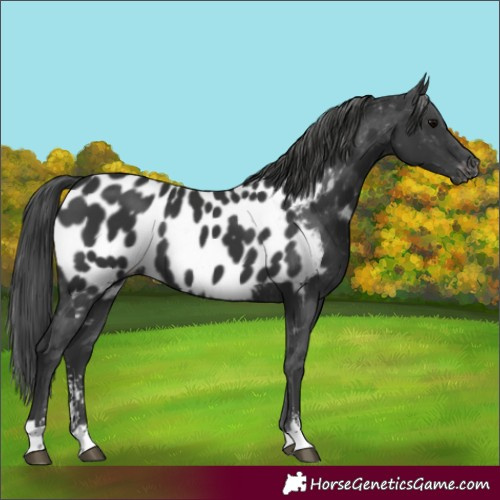 Horse Color:Black Sabino Appaloosa 