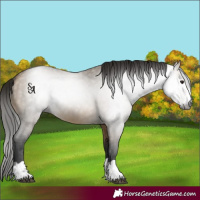 Horse Color:Gray Buckskin Dun 