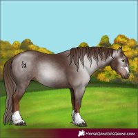 Horse Color:Gray Chestnut 