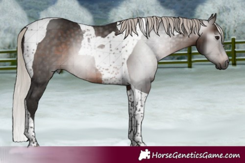 Horse Color:Gray Silver Brown Tobiano 