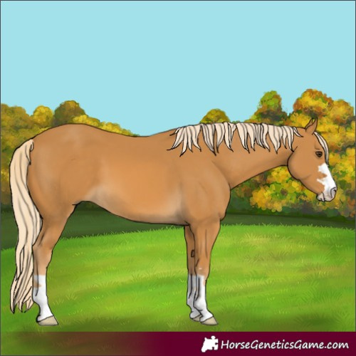 Horse Color:Palomino