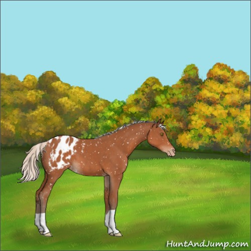Horse Color:Silver Bay Appaloosa 