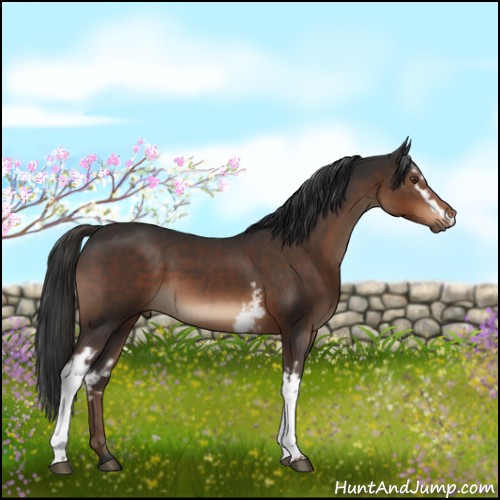 Horse Color:White Spotted Liver Chestnut 
