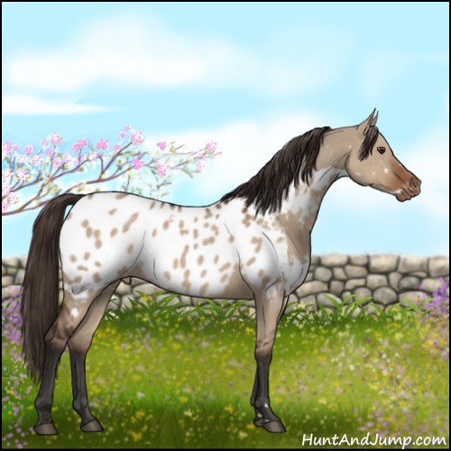 Horse Color:White Spotted Liver Red Dun Appaloosa 