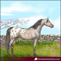 Horse Color:White Spotted Liver Red Dun Appaloosa 