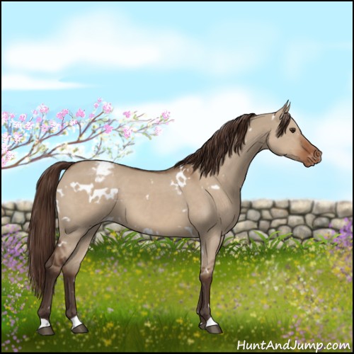 Horse Color:White Spotted Liver Red Dun Appaloosa 