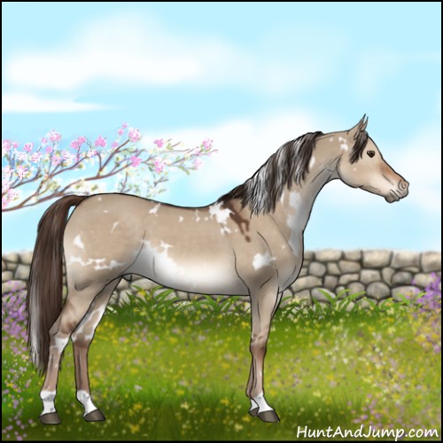 Horse Color:White Spotted Liver Red Dun 