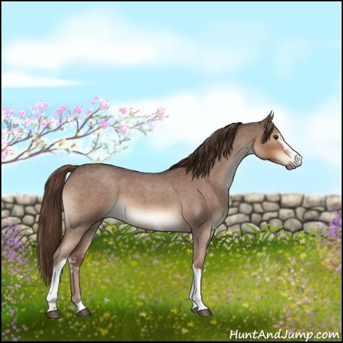 Horse Color:White Spotted Liver Red Roan 