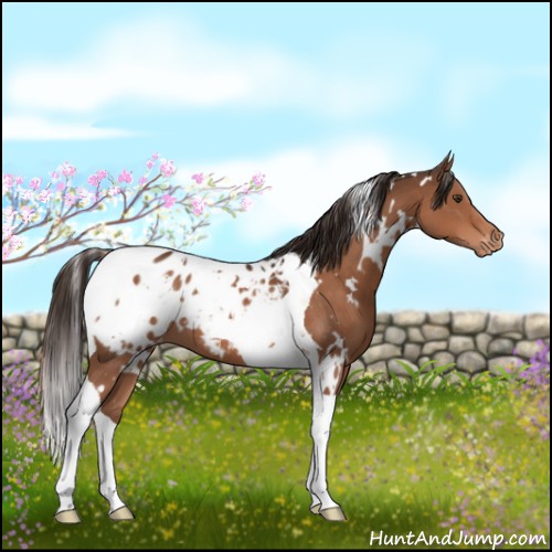 Horse Color:White Spotted Liver Chestnut Tobiano Appaloosa 