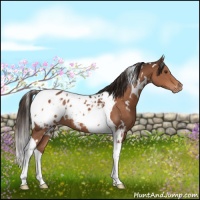 Horse Color:White Spotted Liver Chestnut Tobiano Appaloosa 