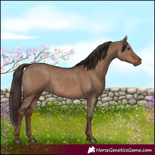 Horse Color:White Spotted Liver Red Dun Brindle 