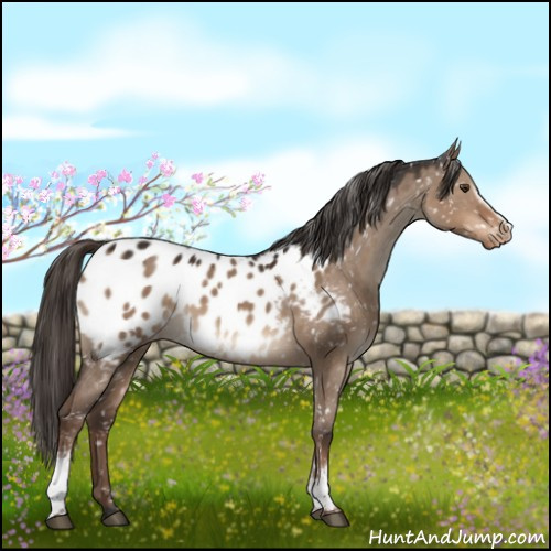 Horse Color:White Spotted Liver Red Dun Appaloosa 