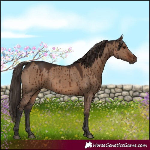 Horse Color:White Spotted Liver Red Dun Brindle 
