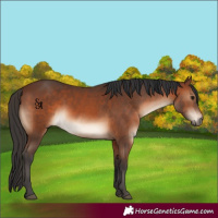 Horse Color:Brown 