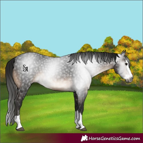 Horse Color:Gray Brown Splash Varnish 