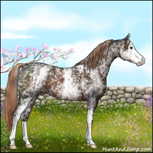 Horse Color:White Spotted Liver Chestnut 
