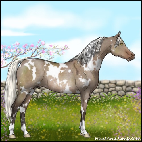 Horse Color:White Spotted Liver Red Dun Mushroom Rabicano 