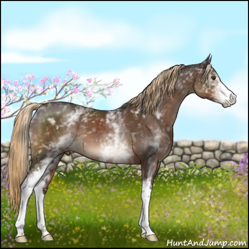 Horse Color:White Spotted Liver Chestnut 