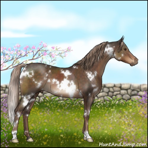 Horse Color:White Spotted Liver Chestnut 