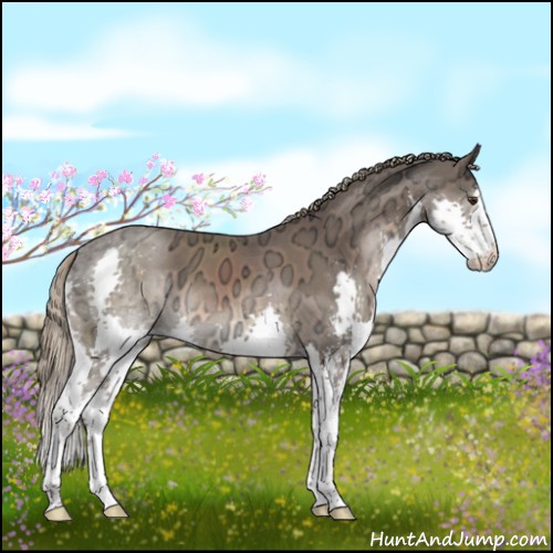Horse Color:Liver Chestnut Ice Sabino Splash 