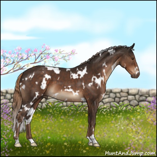 Horse Color:White Spotted Liver Chestnut 