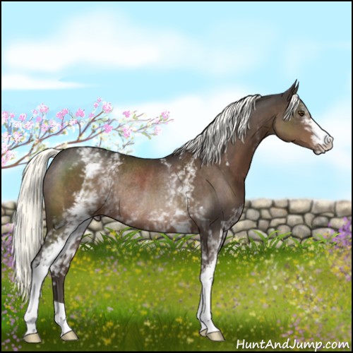 Horse Color:White Spotted Liver Chestnut Mushroom Rabicano 