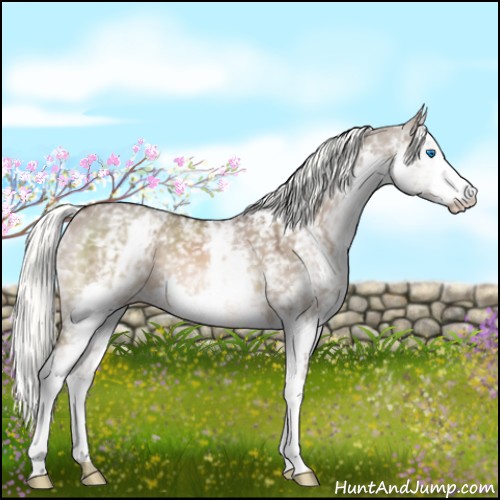 Horse Color:White Spotted Liver Red Dun Mushroom Splash 