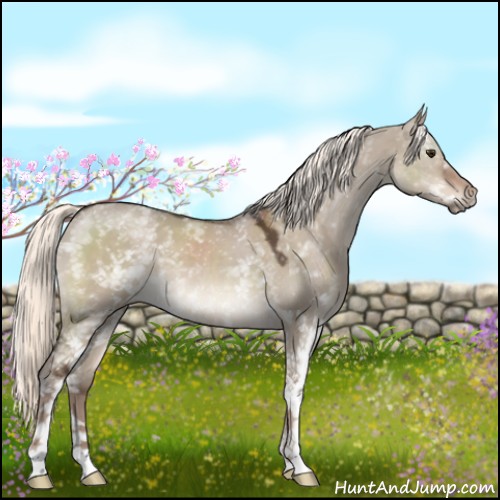 Horse Color:White Spotted Liver Red Dun Mushroom 