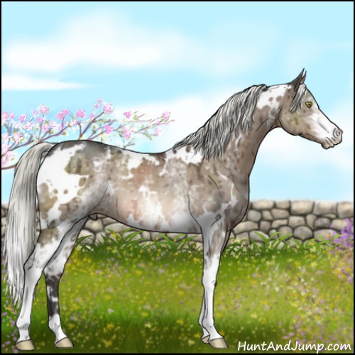 Horse Color:White Spotted Liver Red Dun Mushroom Rabicano Brindle 