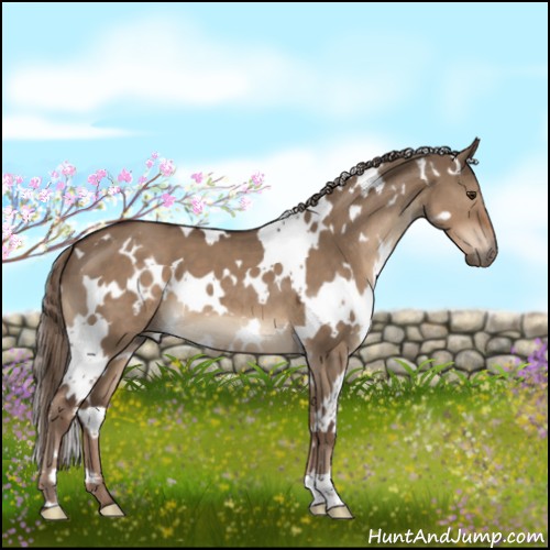 Horse Color:White Spotted Liver Red Dun 
