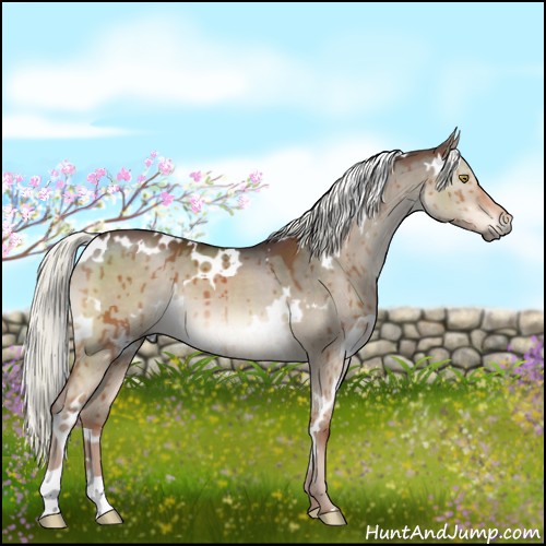 Horse Color:White Spotted Liver Red Dun Mushroom Brindle 