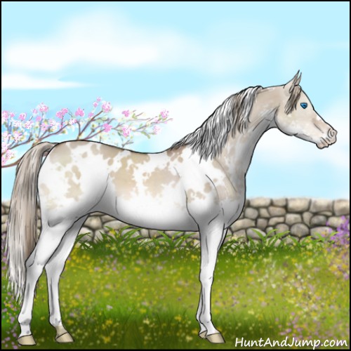 Horse Color:White Spotted Liver Red Dun Splash 