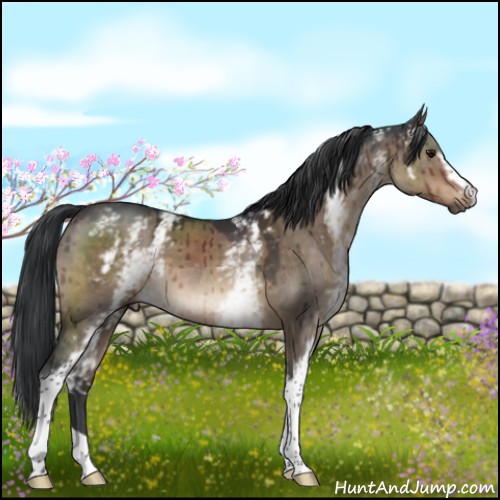 Horse Color:White Spotted Brown Dun Mushroom Brindle 